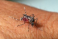 Vereadores aprovam projeto de prevenção ao Aedes aegypti nas escolas de Viçosa
