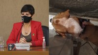 Vereadora questiona a falta de serviços públicos para os animais