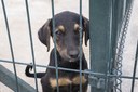 Bem-Estar animal é tema de audiência pública nesta terça (3)